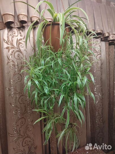 Хлорофитум