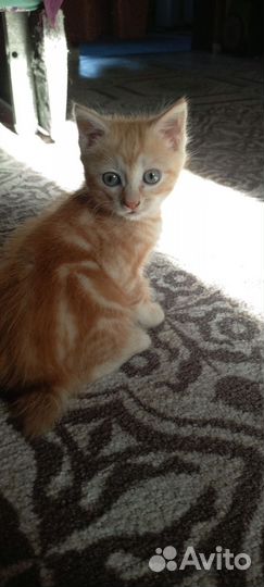 Продам котика бабтейл