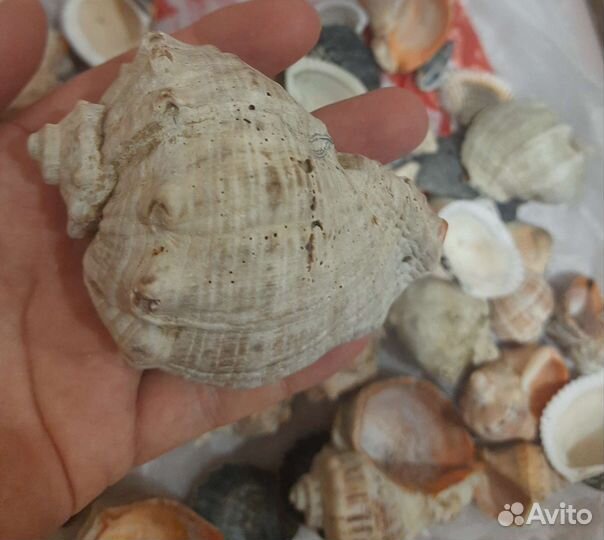 Ракушки морские