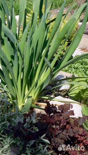 Декоративный аллиум шнитт лук