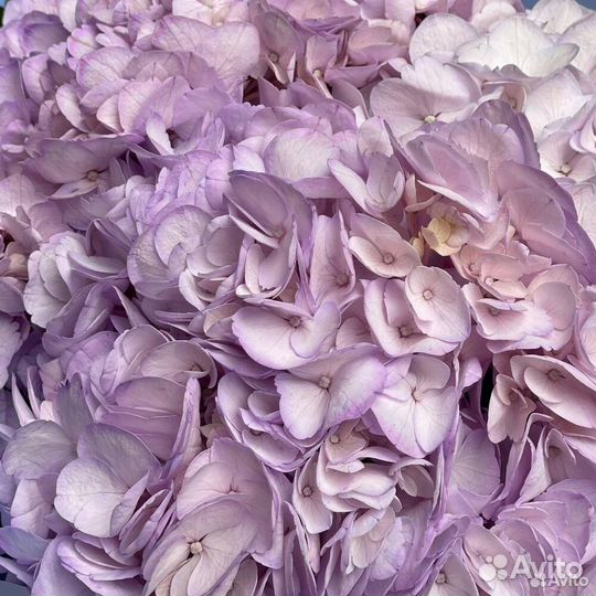 Букет из 3 фиолетовых гортензий