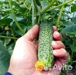 Теплица Южанка