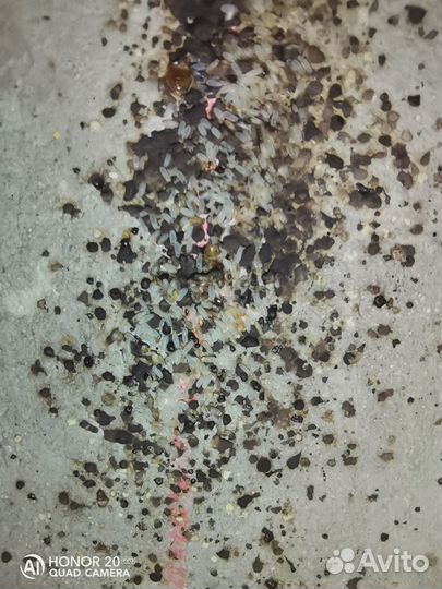 Уничтожение насекомых. Клопы, тараканы, клещи