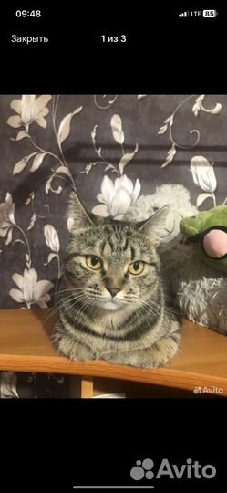 Кошка