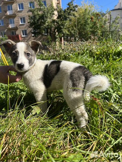 Собака в добрые руки девочка щенок