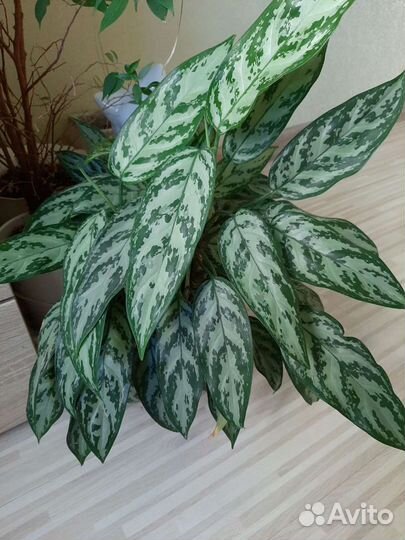 Комнатные растения