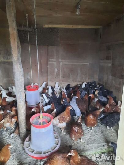 Курочки Молодки