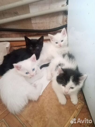 Кошка в дар бесплатно