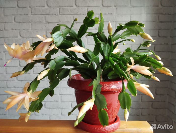 Декабрист шлюмбергера