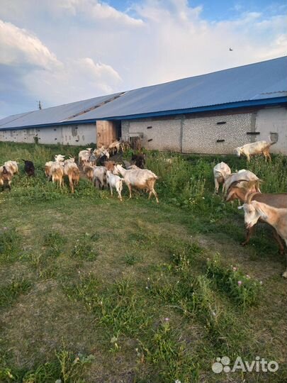 Зааненские, альпийские козы