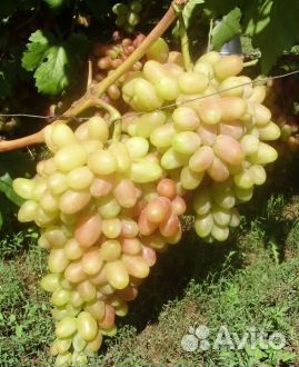 Двухлетние саженецы винограда с закрытой корневой