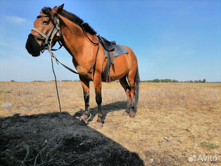 Обменяю кобылу на кобылу жеребую