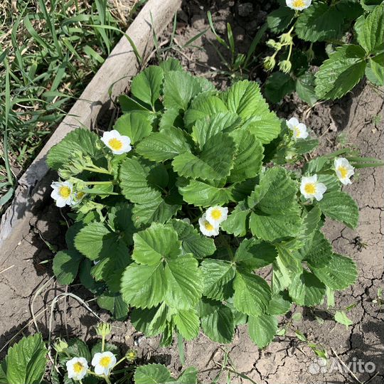 Рассада ремонтантной клубники