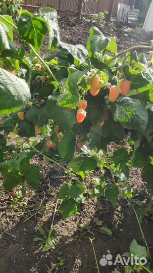 Малина ягоды,саженцы ремонтантной малины