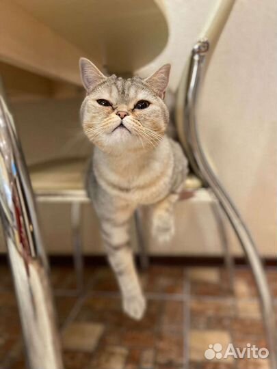 Шотландский кот
