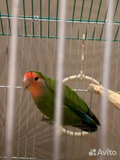 Неразлучник птенец