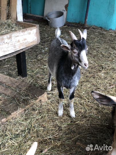 Альпийские козы