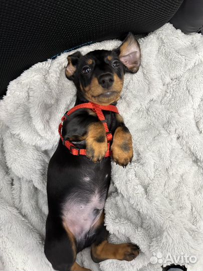 Передержка животных, собак, кошек