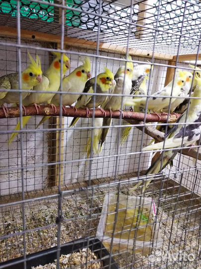 Попугай корелла, молодежь