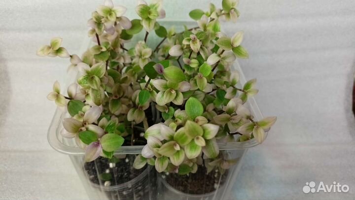 Традесканция