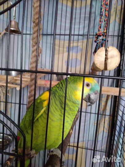 Попугай большой