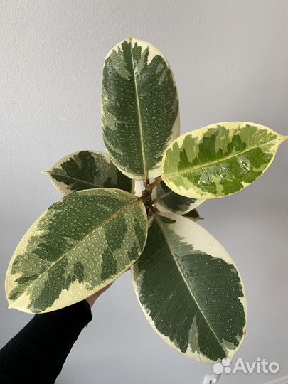 Фикус тинеке