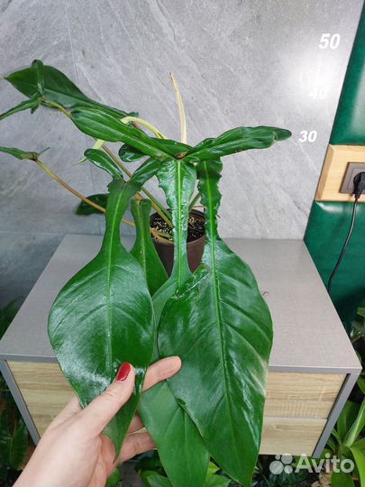 Филодендрон Joepii