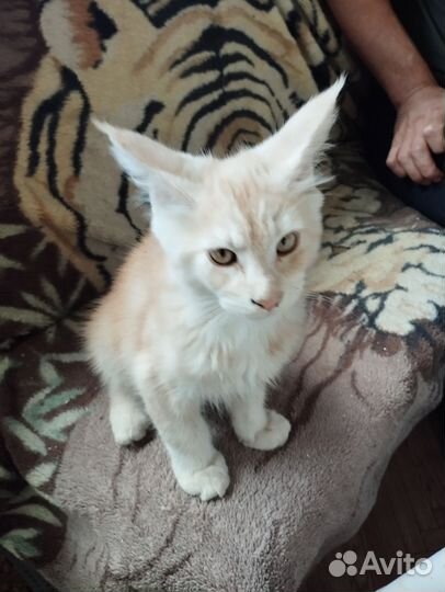 Котята мейн-кун