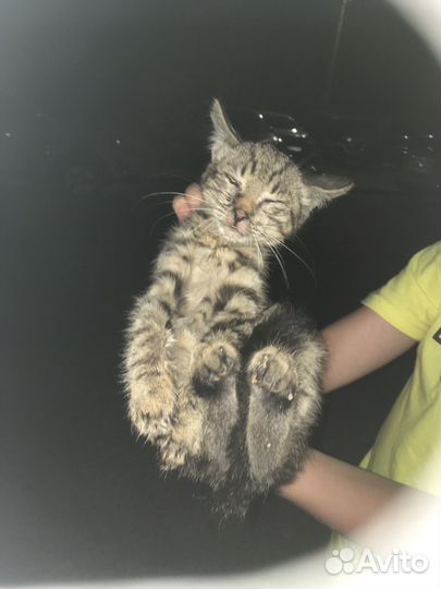 Отдам бесплатно животные