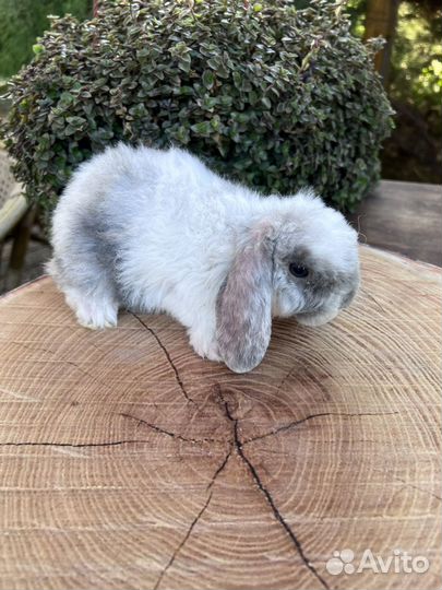 Карликовые рексобараны