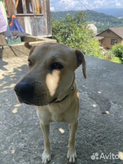 Отдам в добрые руки