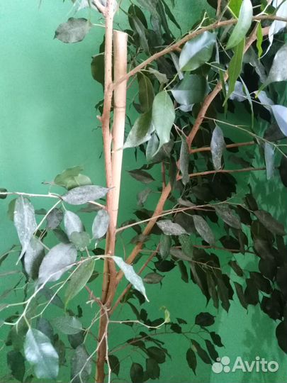 Комнатное растение бесплатно