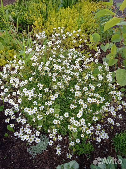 Почвопокровные растения