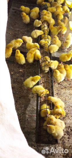 Перепела, перепелки