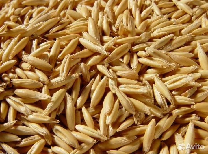 Пшеница ячмень