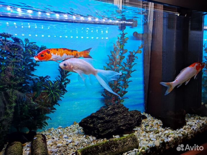 Аквариум juwel 150 литров