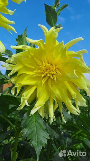 Махровый георгин