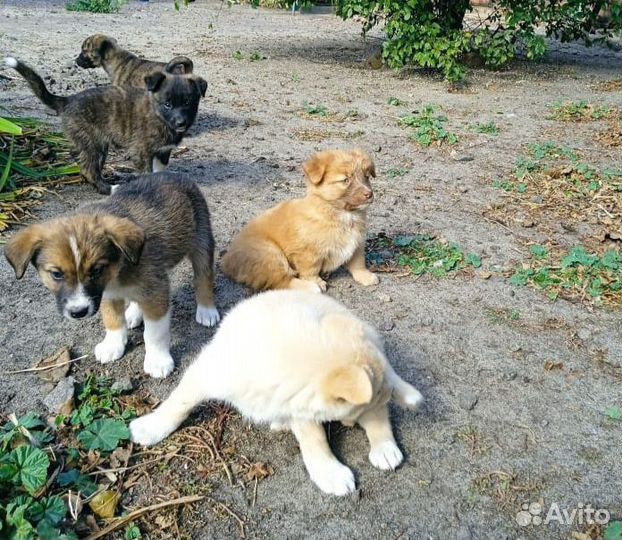 Щенки в добрые руки