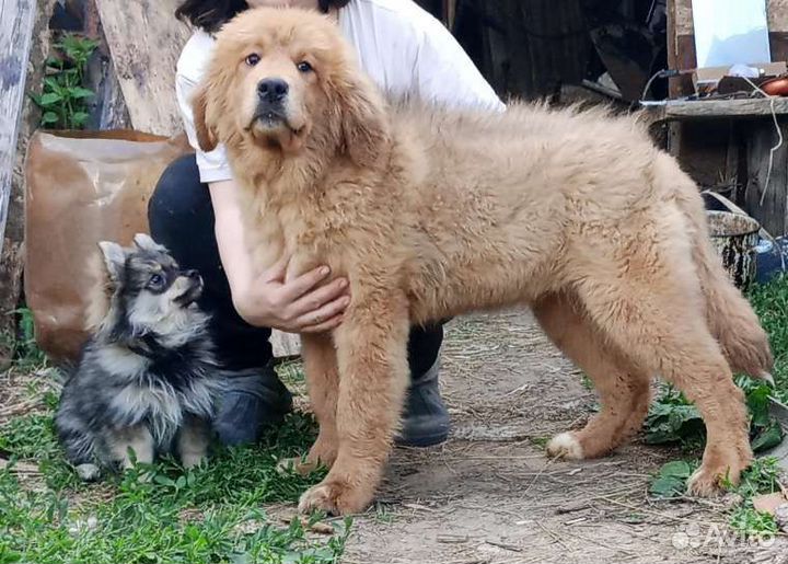 Тибетский мастиф