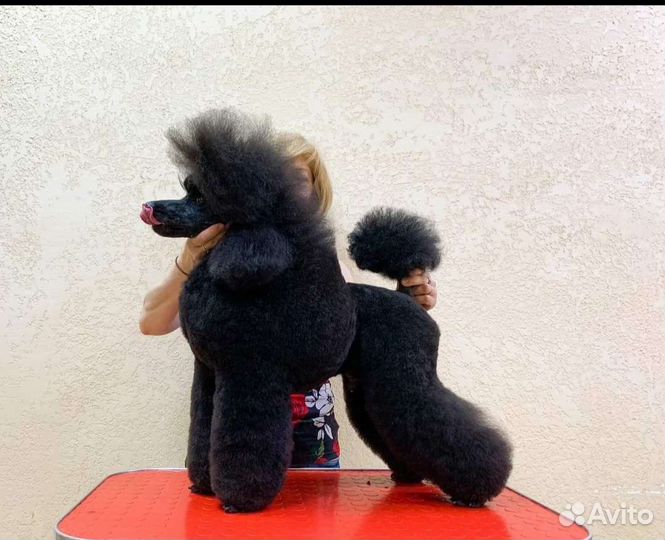 Грумер, груминг