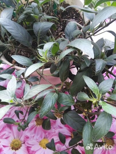 Комнатные цветы