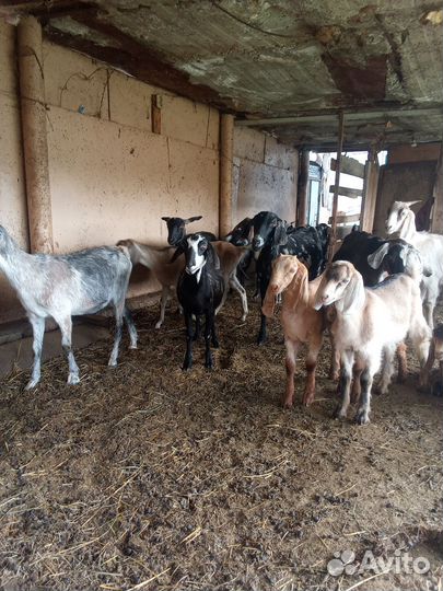 Нубийские козы