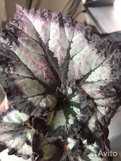 Наборы декоративно лиственных бегоний км по 5шт