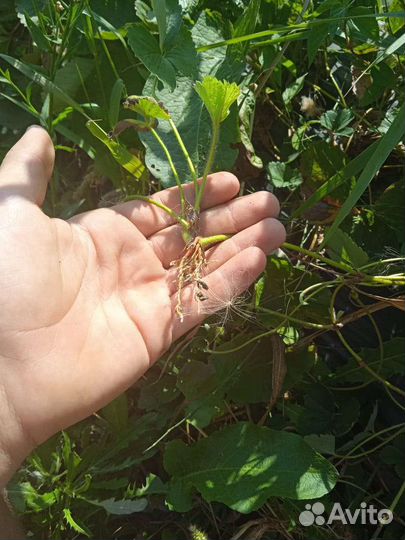 Рассада клубники брила