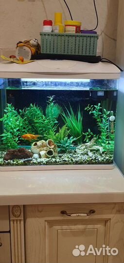 Аквариум с рыбками