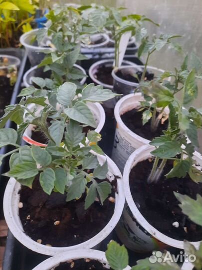 Рассада помидор