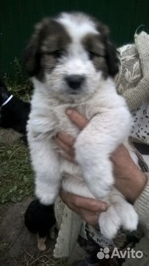 Щенки в добрые руки