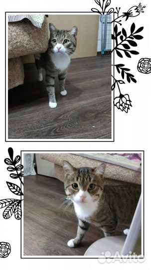 Молодой котик в добрые руки