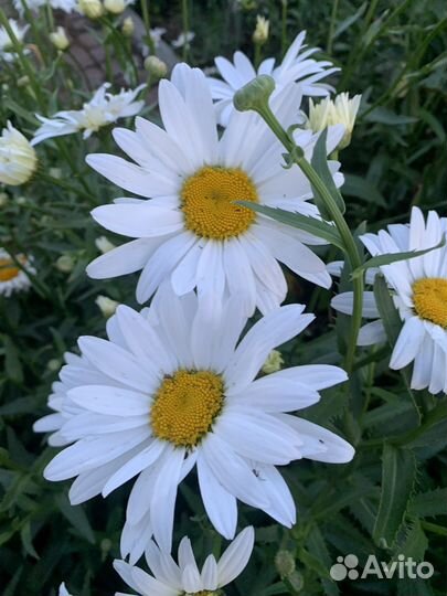 Ромашка садовая крупная