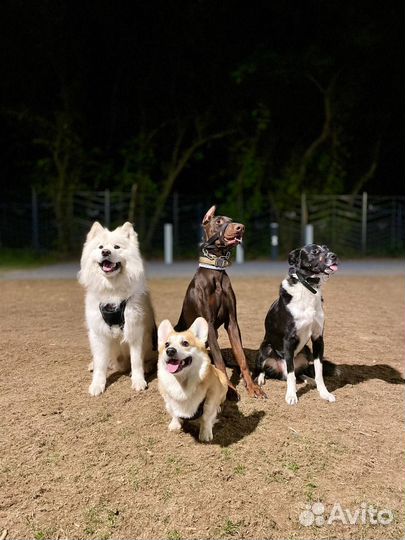 Хвостатые друзья в поисках дома